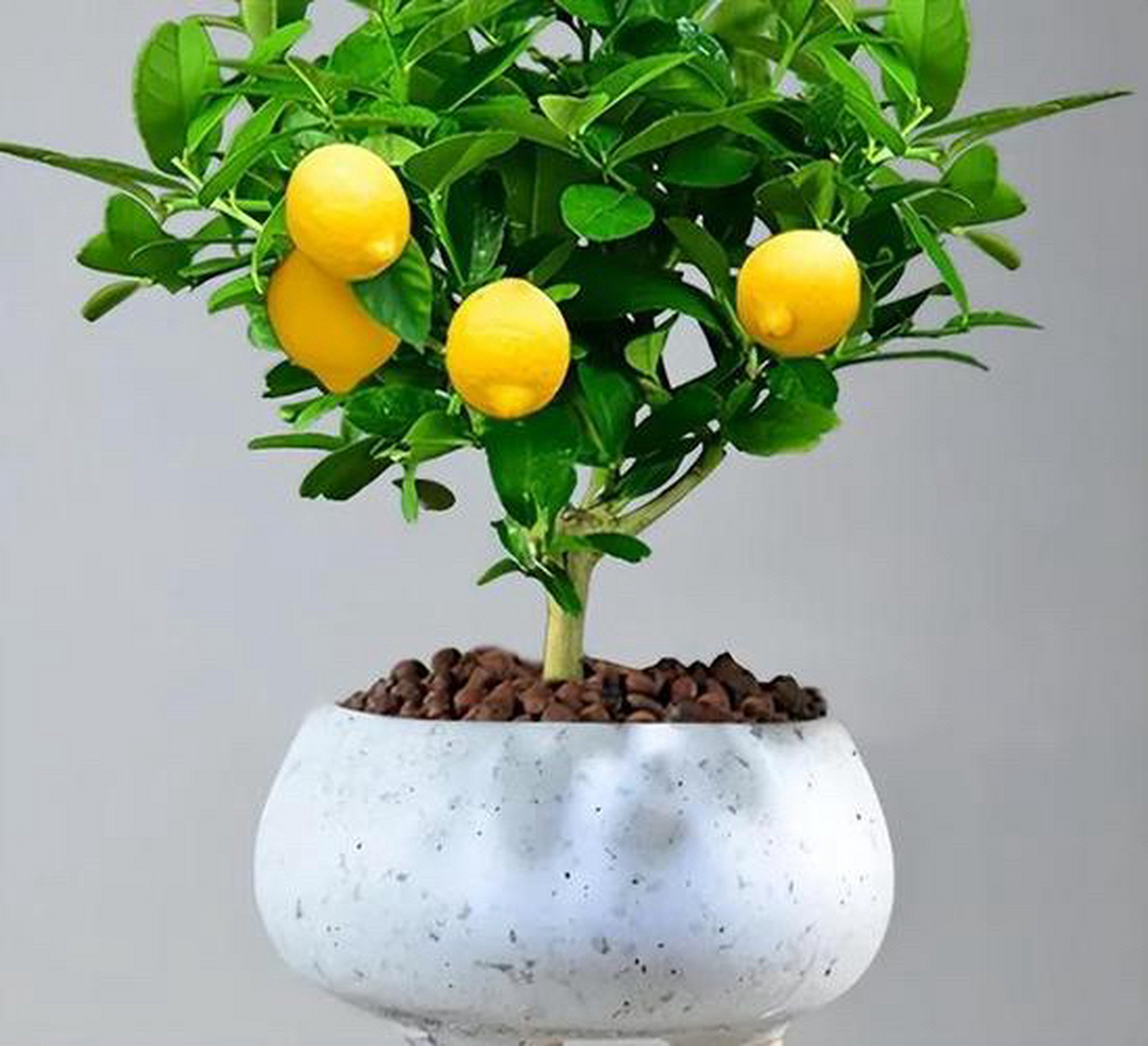 花园绿植柠檬盆栽地栽(一物一拍紫金牛))