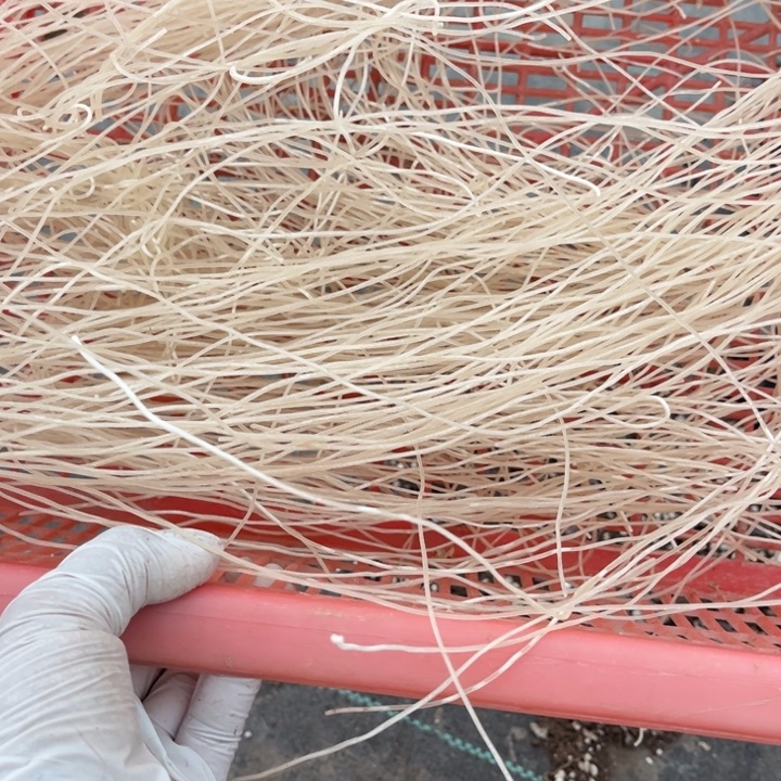 多肉植物粉条5斤一份