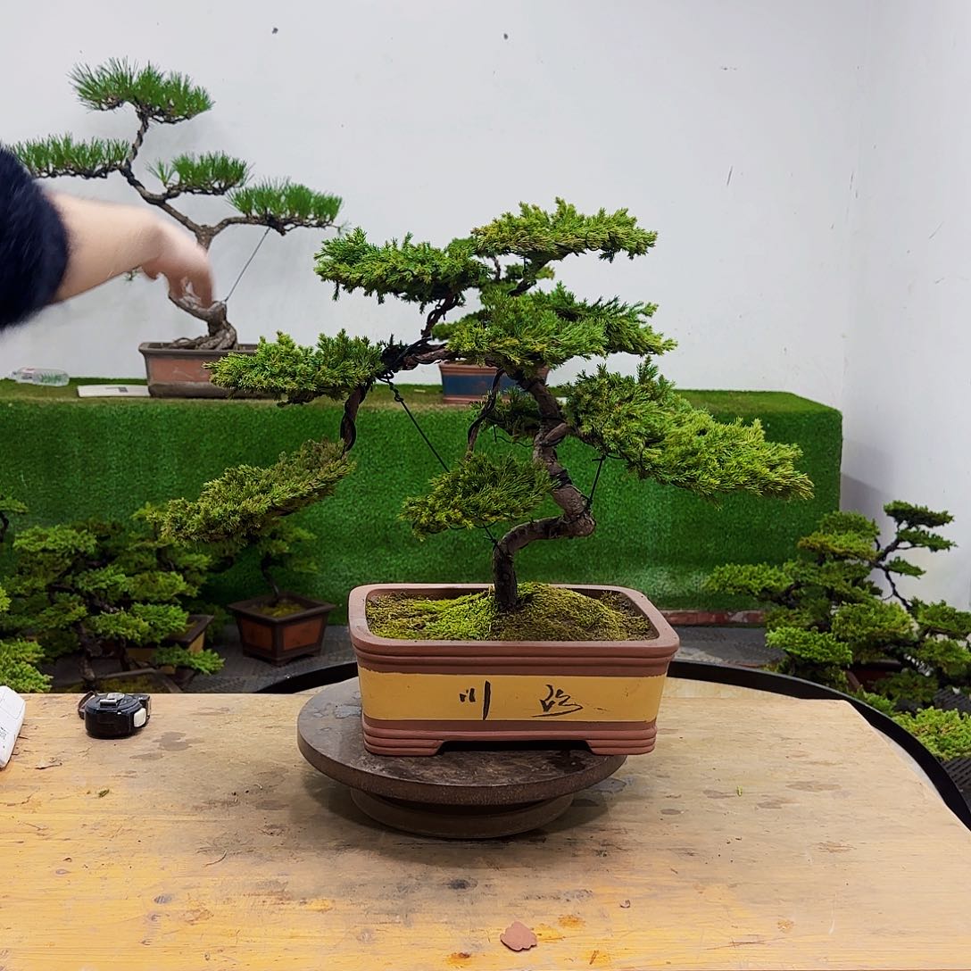 冰****客盆景盆景盆景盆景