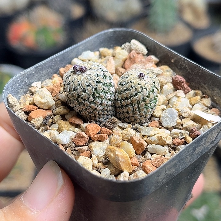 开花株双头浓赤花精巧殿实生，微瑕