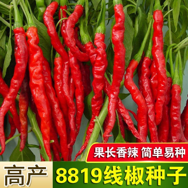 【全店拼满5包包邮】 香辣8819线椒种子皱皮红辣椒高产线椒