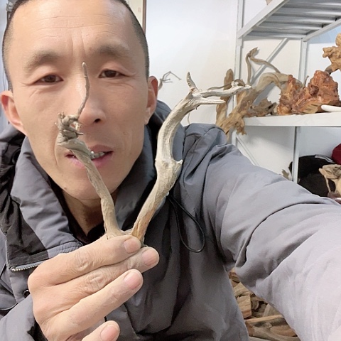 【闪购商品】柏木（崖柏）13