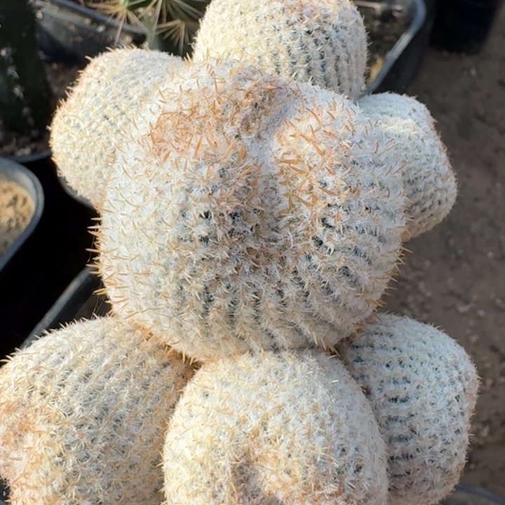 智利白球缀化群66666