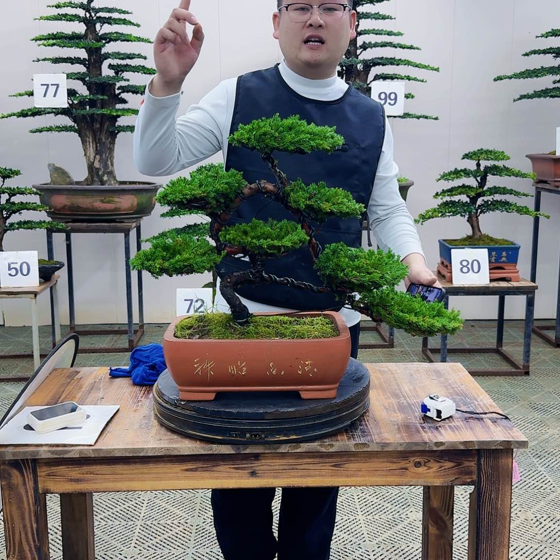 盆景柏树造型盆景