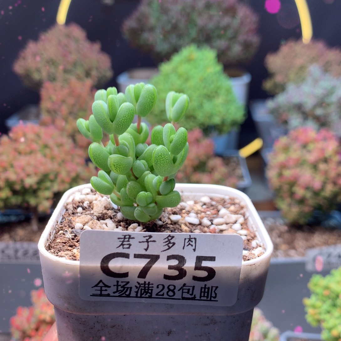 c735元宝枝干番杏