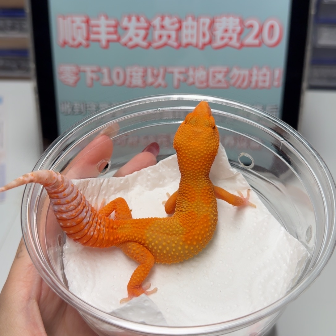 豹纹守宫雨水蜜桔妹妹