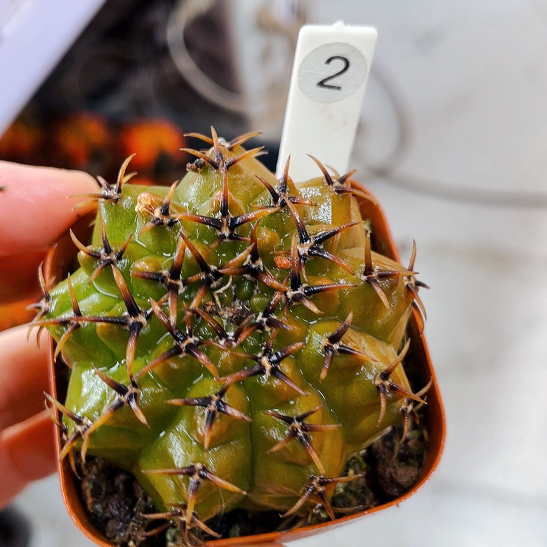 瑕疵非偏远地区满25包邮仙人球