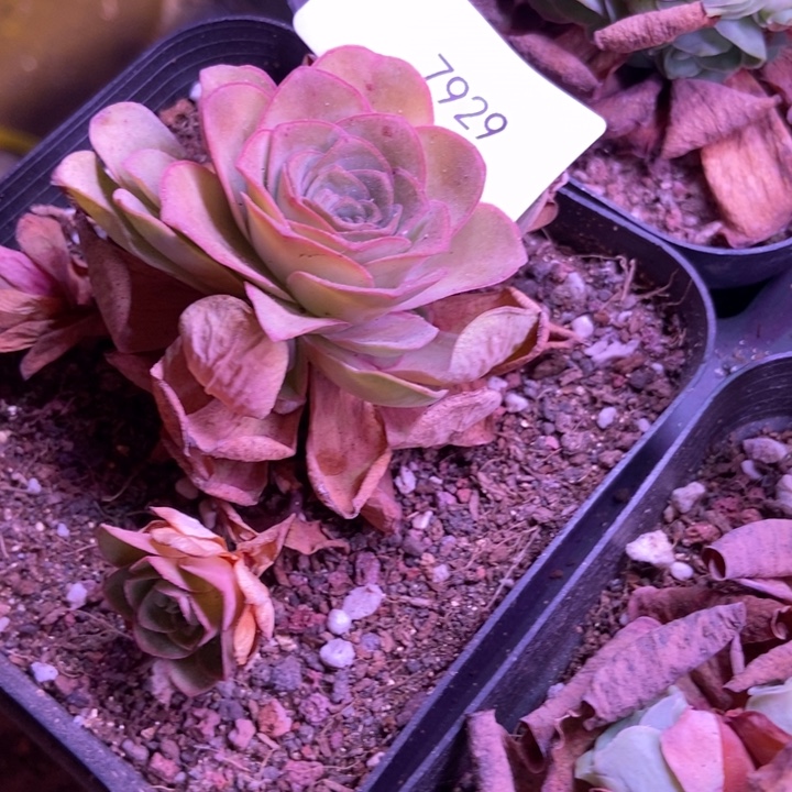 碧***天7929山地玫瑰花群