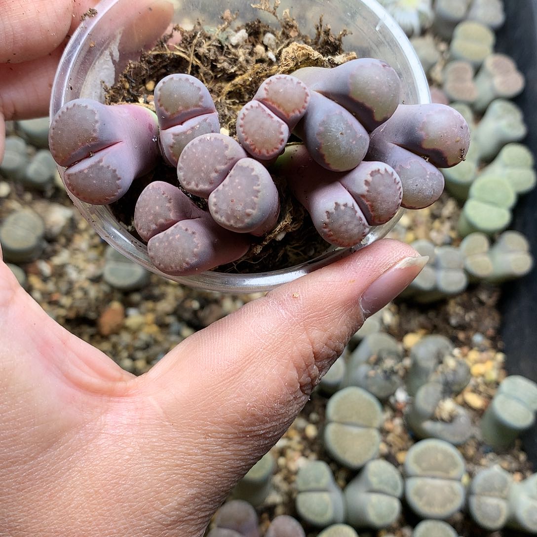 茉*?E294多肉植物保护研究所