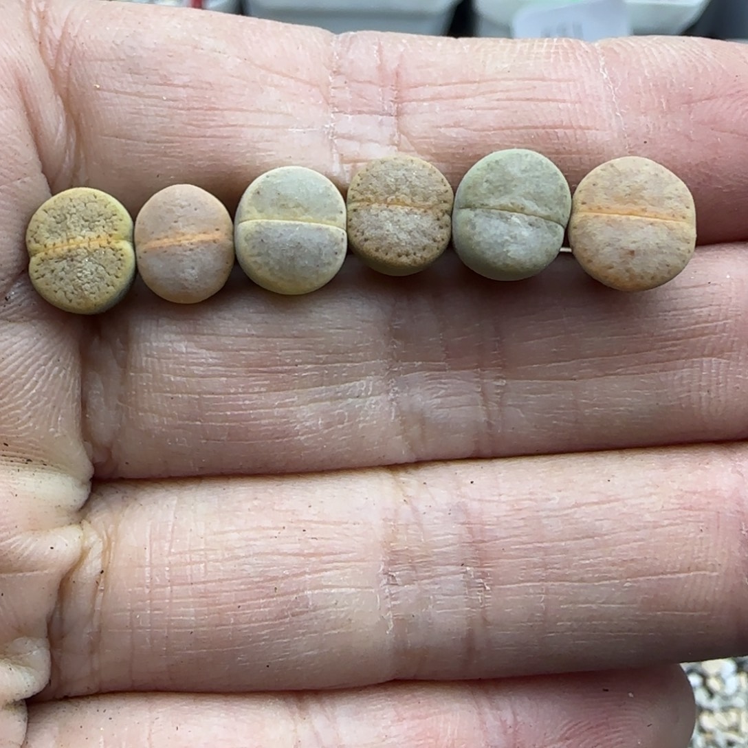 941小个子彩猪皮清框福利30包邮