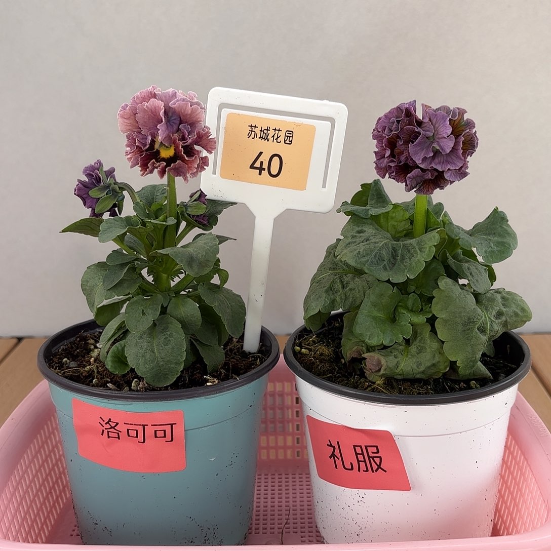 大部分开放少量花苞40