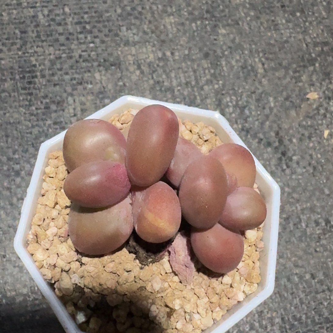 芒果奶。  双头。    