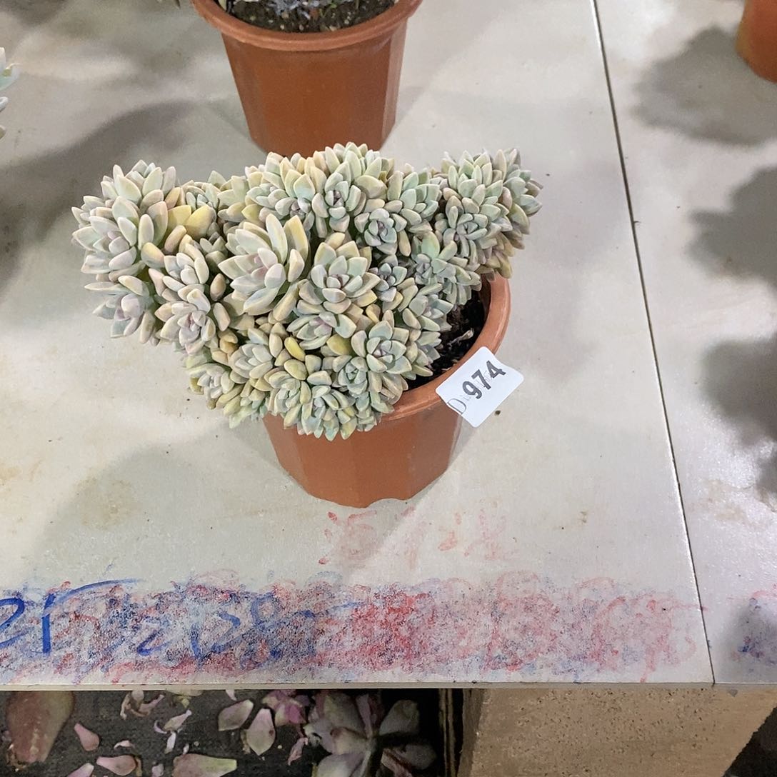 1****0974淡雪缀多肉植物