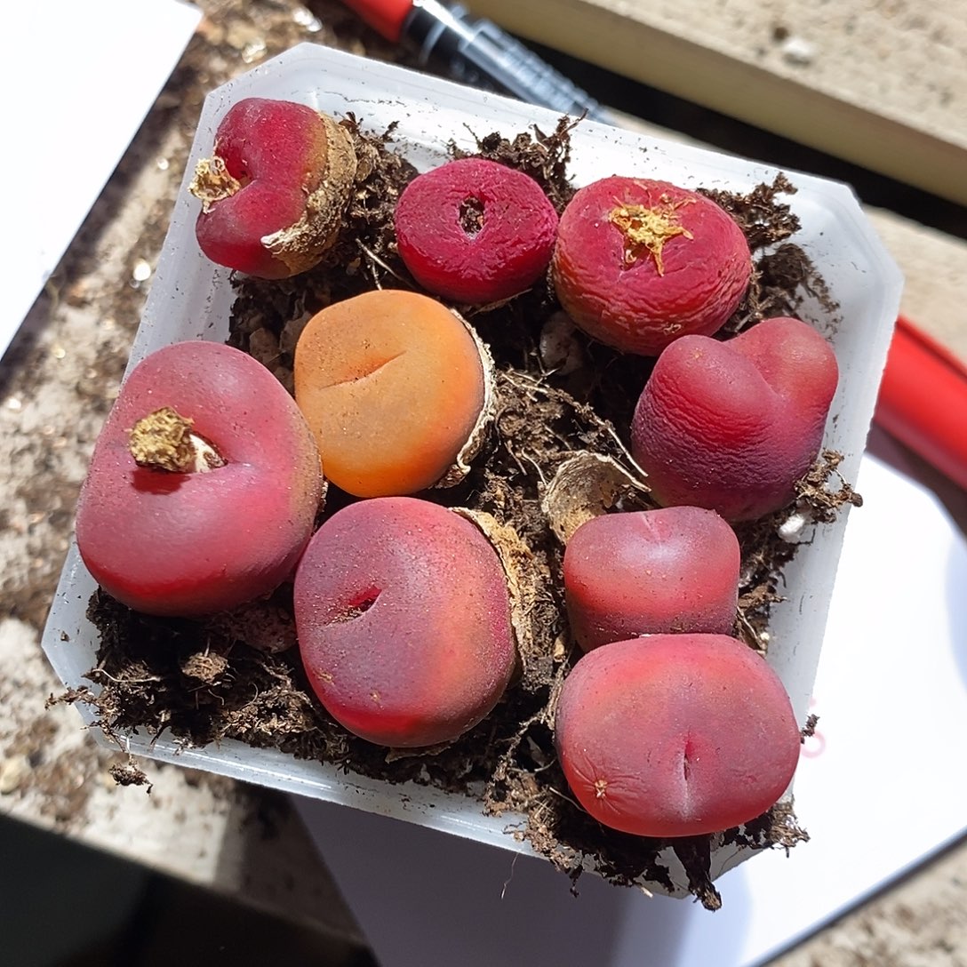 28410。  一组。蟠桃。  