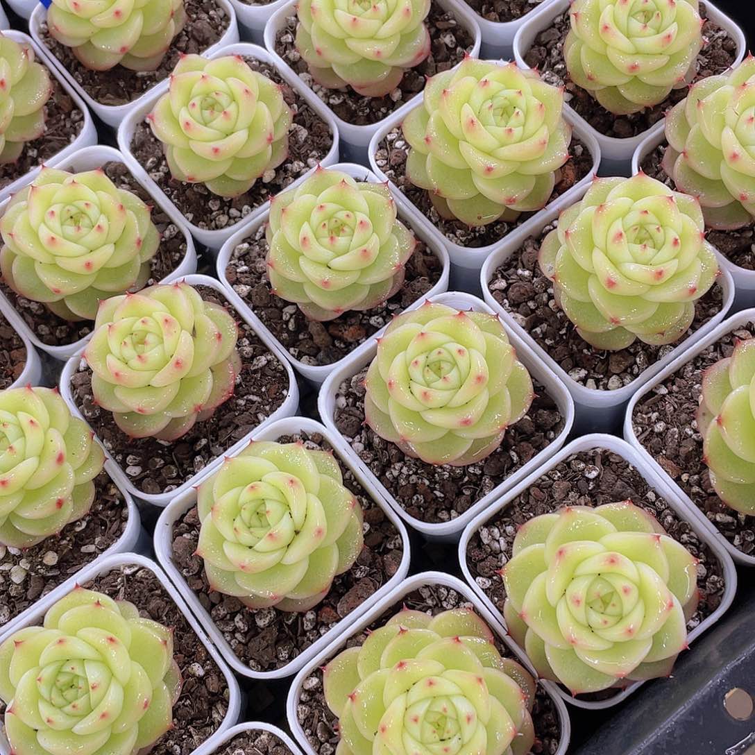 量拍 148号 杜若珍妮单头一个