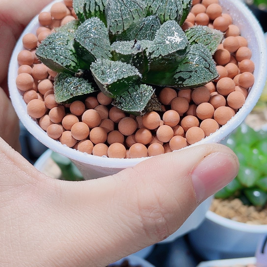 具味城新手好养的