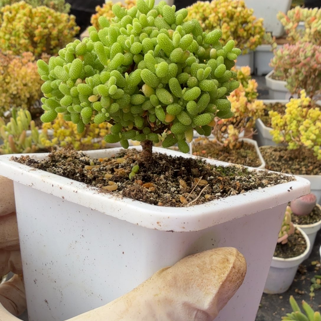 A744下播福利金桔棒棒糖