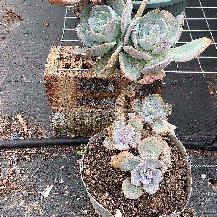 顺****547白凤脱土发货不退不换