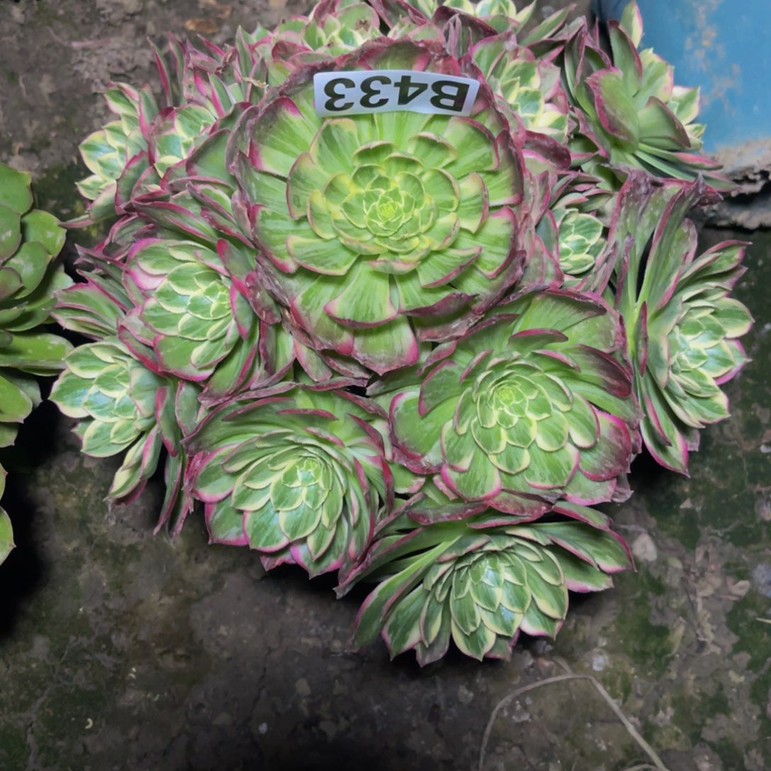 水蜜桃法师26/////—-18包邮