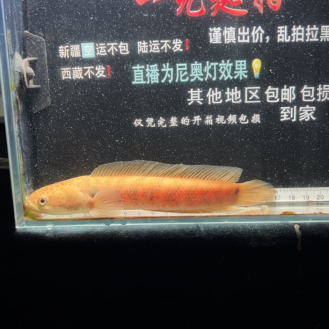 雷龙鱼七星雷龙鱼