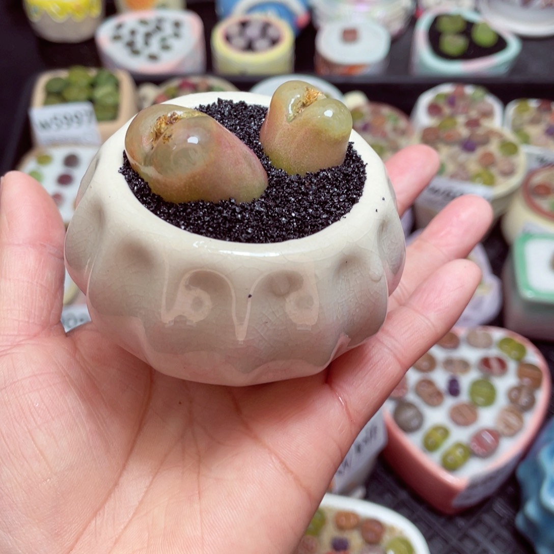 w6022 -零下地区拍保温箱-15支持寄养