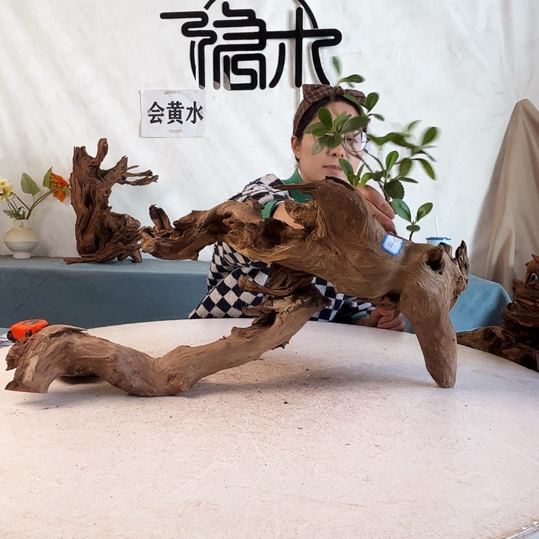 周末福利爬宠造景