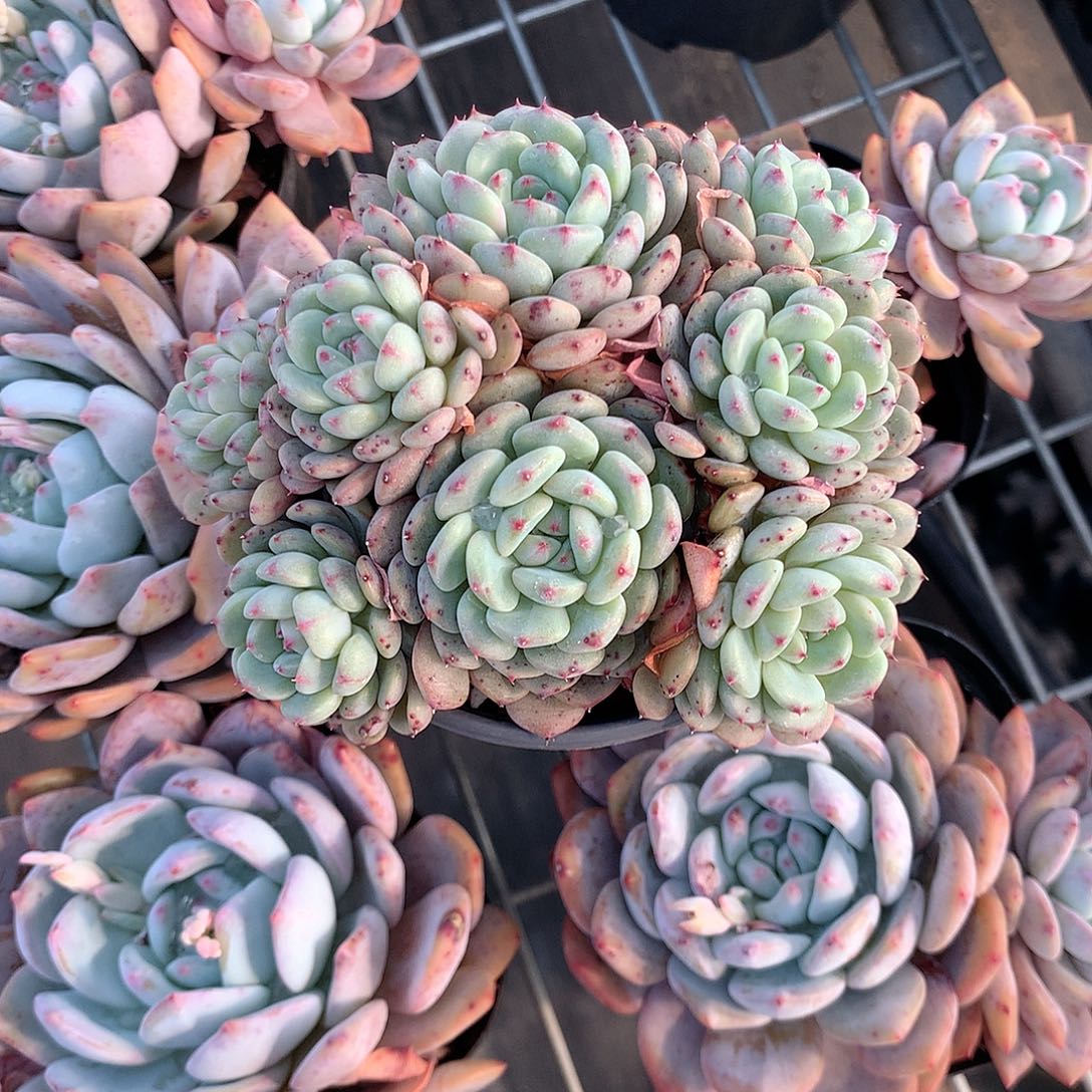 白胖子多肉植物111