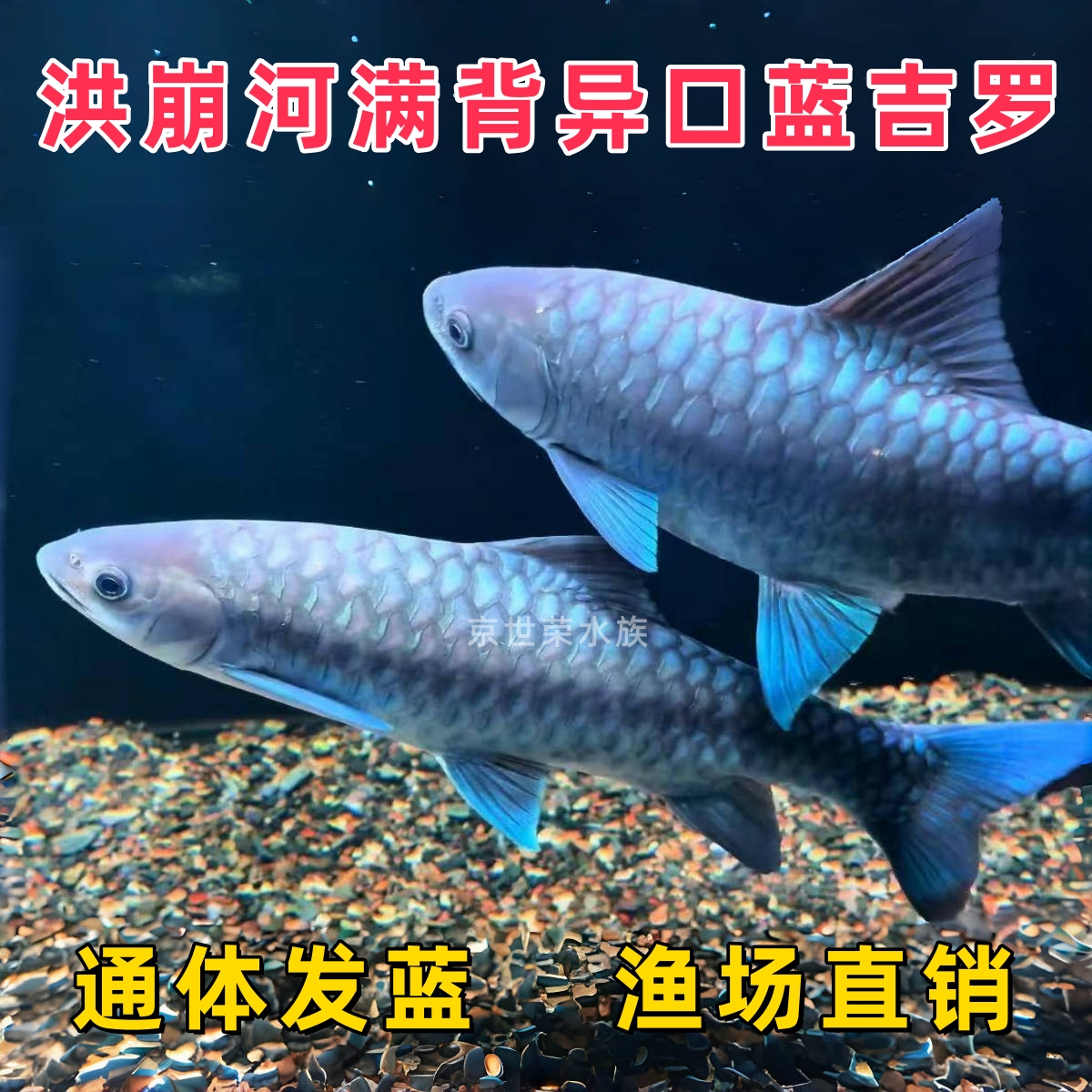 洪崩河异口蓝吉罗缅甸大坝龙江新光唇满背野生蓝色系原生观赏鱼苗
