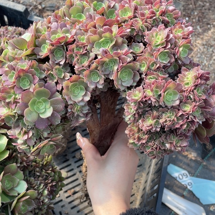 多肉植物的生长发育和繁殖过程也