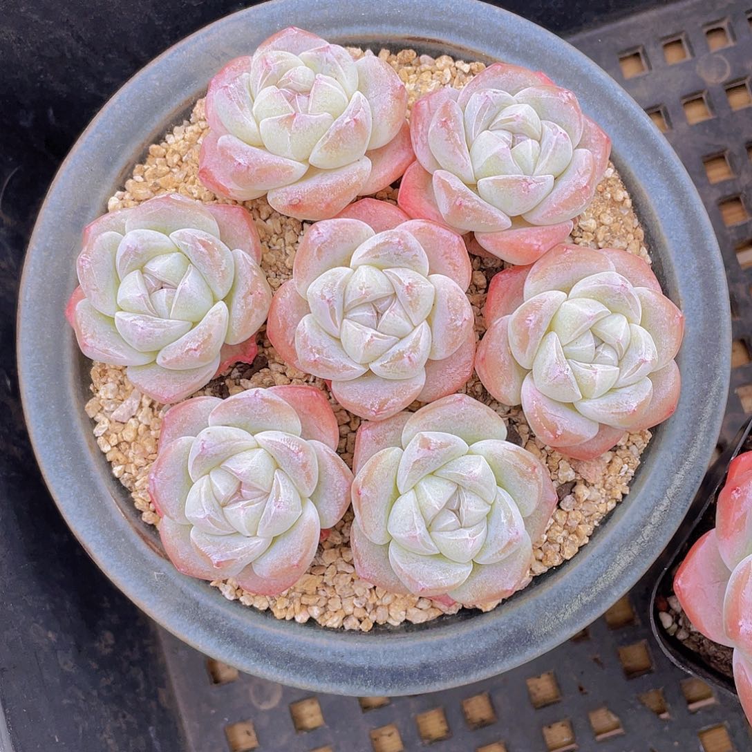 量拍100号 樱花钻石冰玉单头7个