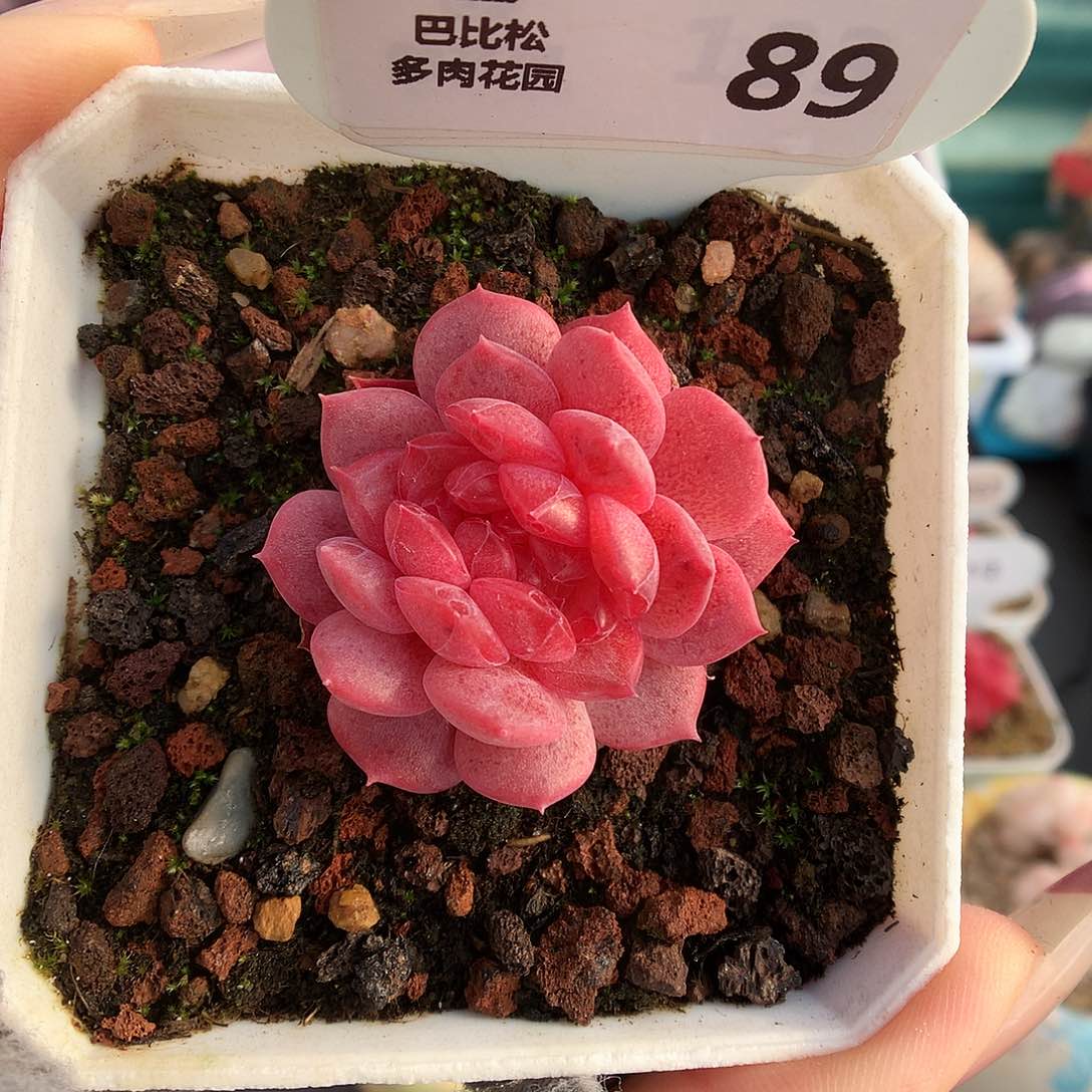 89糖心琥珀缀化多肉植物