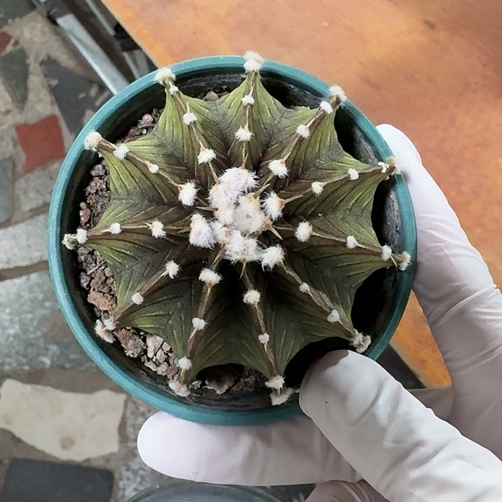 故****长肋骨牡丹仙人球123