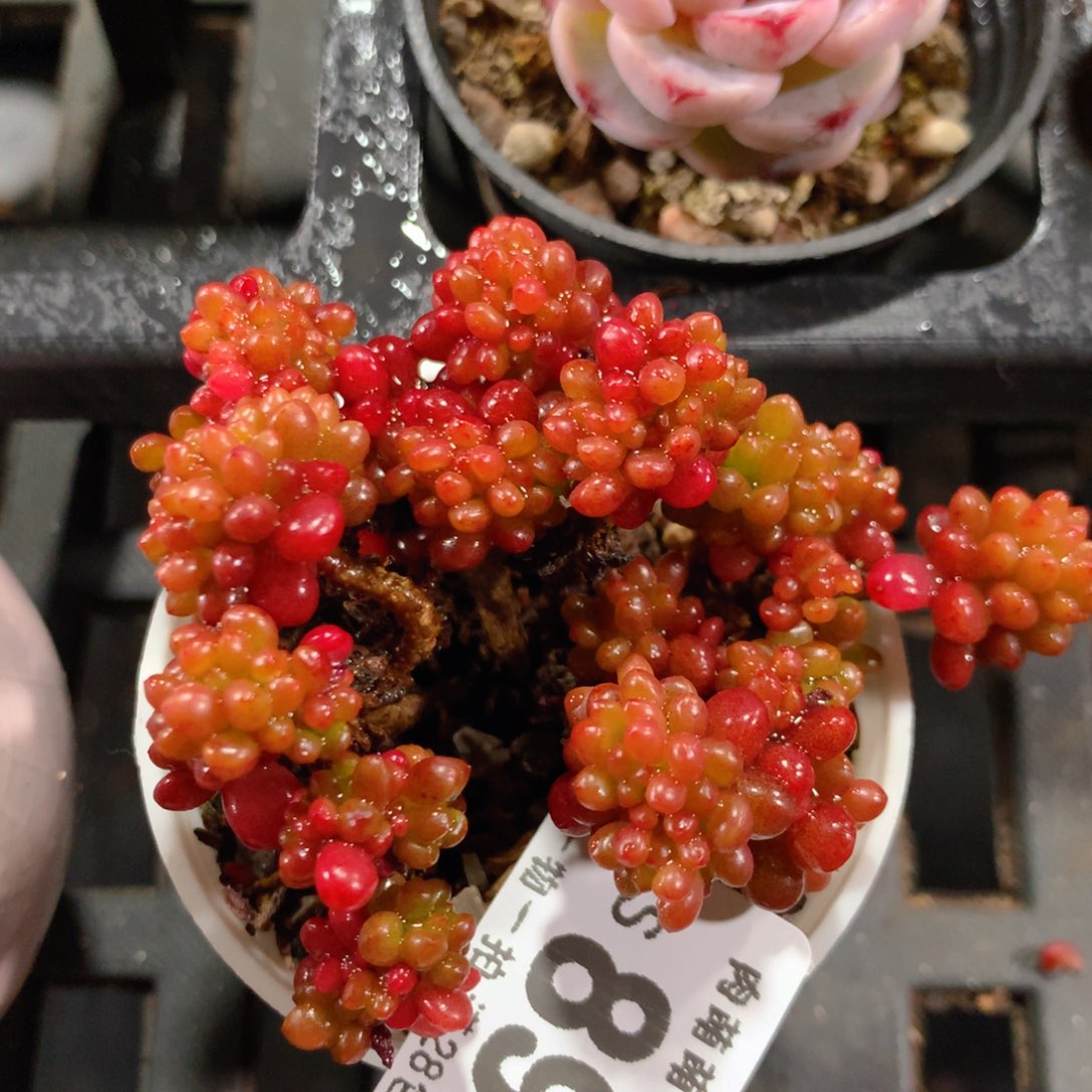 5CM拇指盆精控多肉ZS895