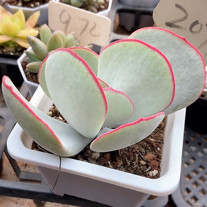 多肉植物白眉2071