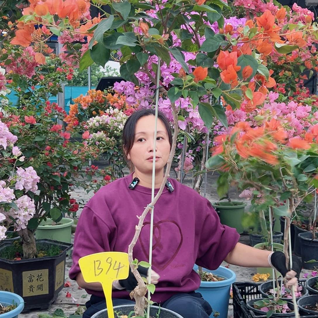 七***风大部分花苞少量开放B94暗夕