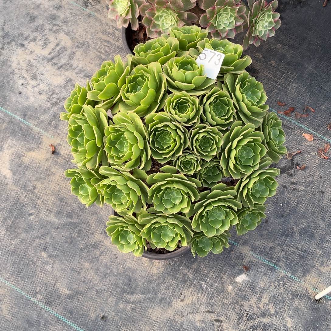 谁****573.绿杨蓉多肉植物