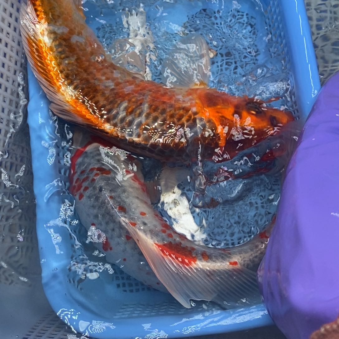 锦鲤冷水锦鲤包邮