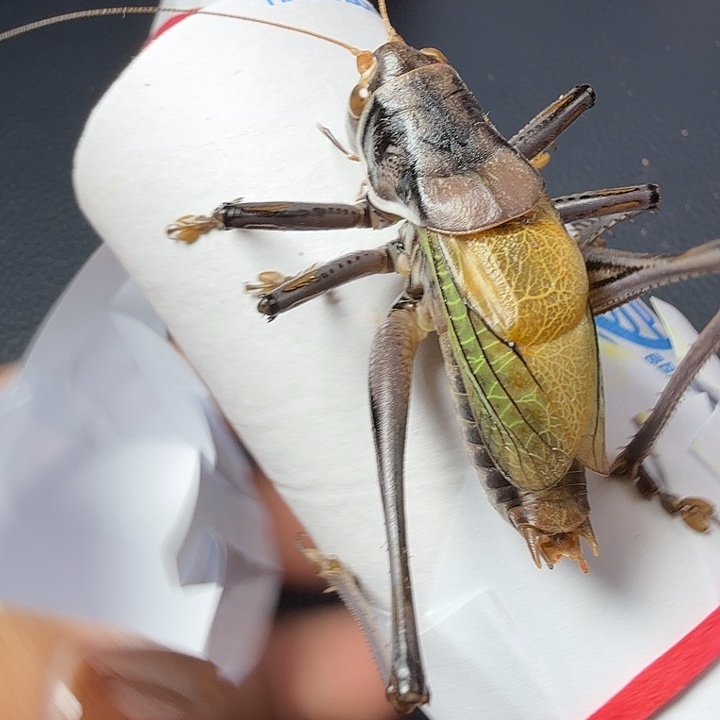 用***5蟋蟀哈哈哈哈哈哈哈哈哈