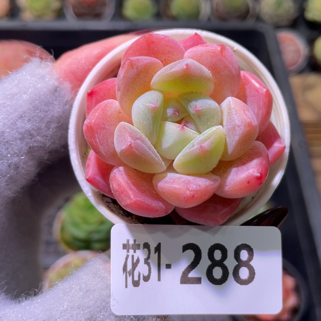 花利美31-288冰娃娃