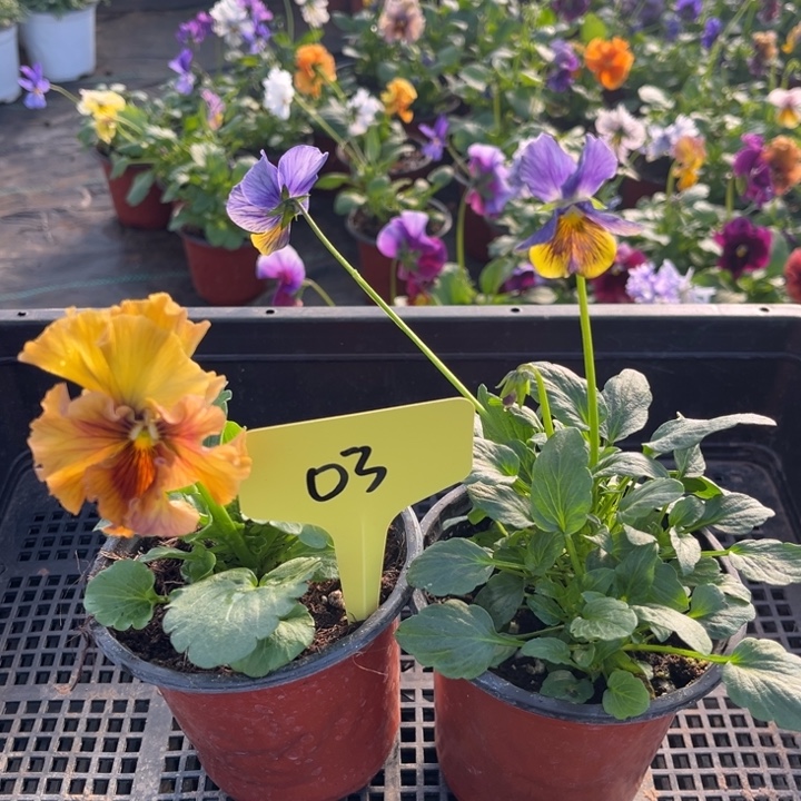 当前无花朵，栽培后可花朵03角堇无售后