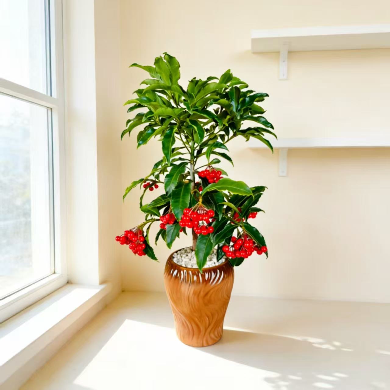 带果发货富贵籽盆栽室内客厅茶几办公桌过年喜庆红果花卉好养绿植
