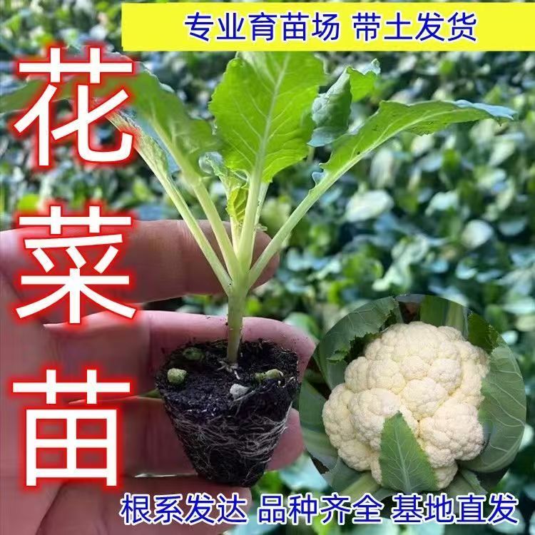 耐寒花菜苗白椰菜花松花菜苗蔬菜种苗庭院阳台好种