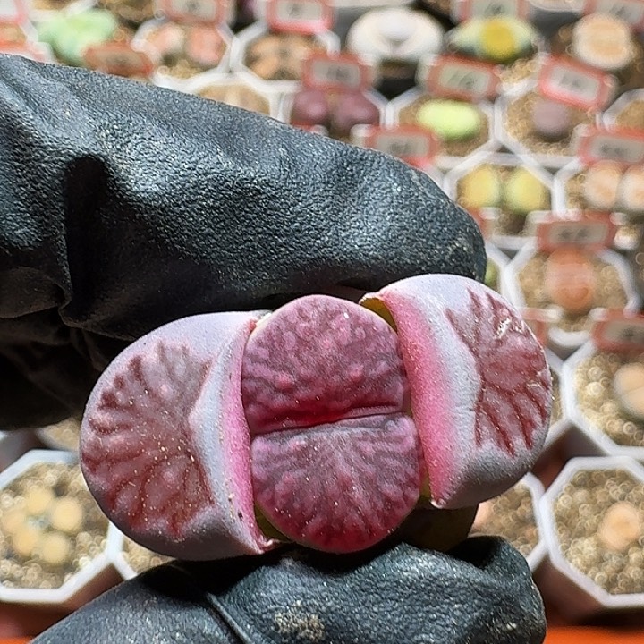 生石花233:/。 55