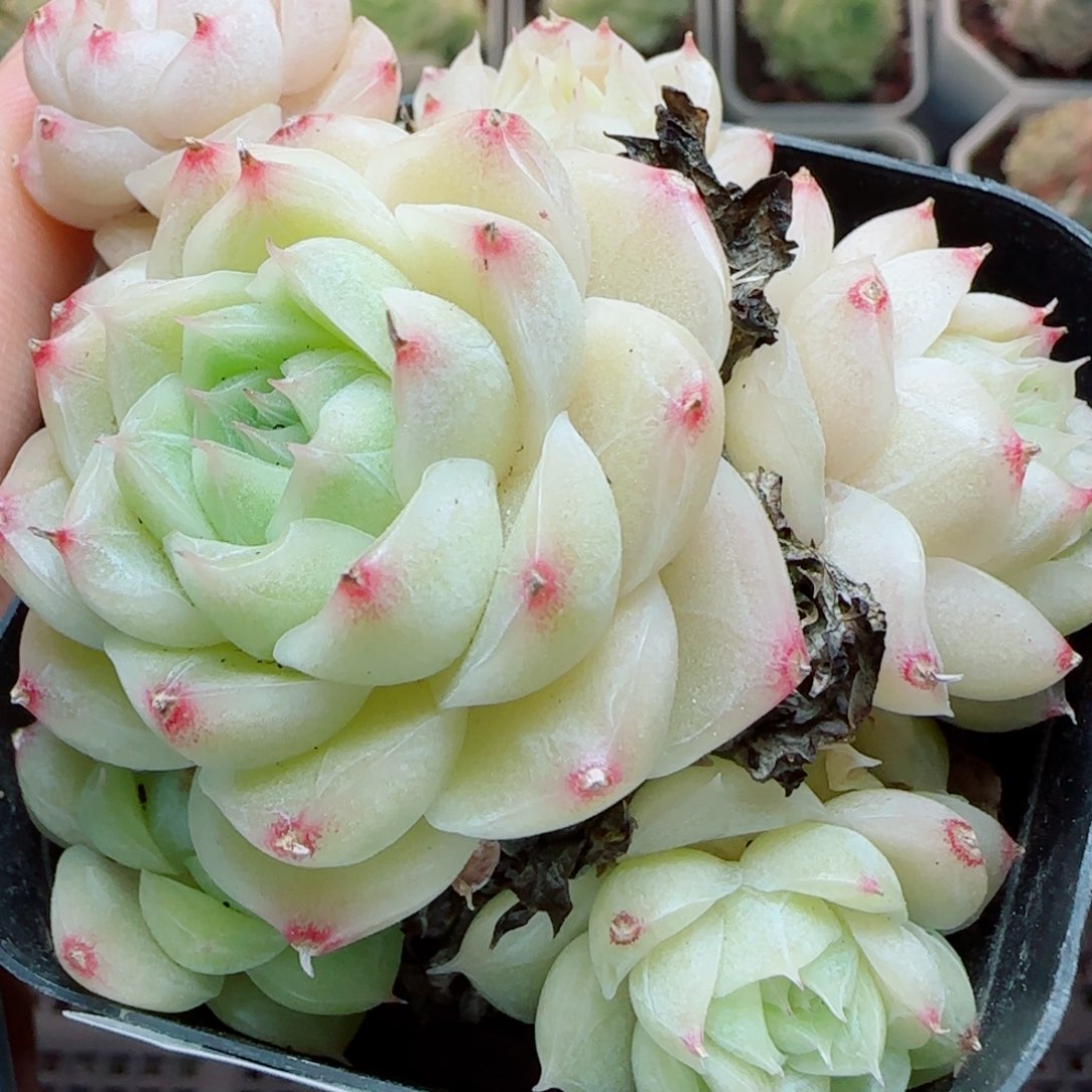 花语逸镜0327-565散