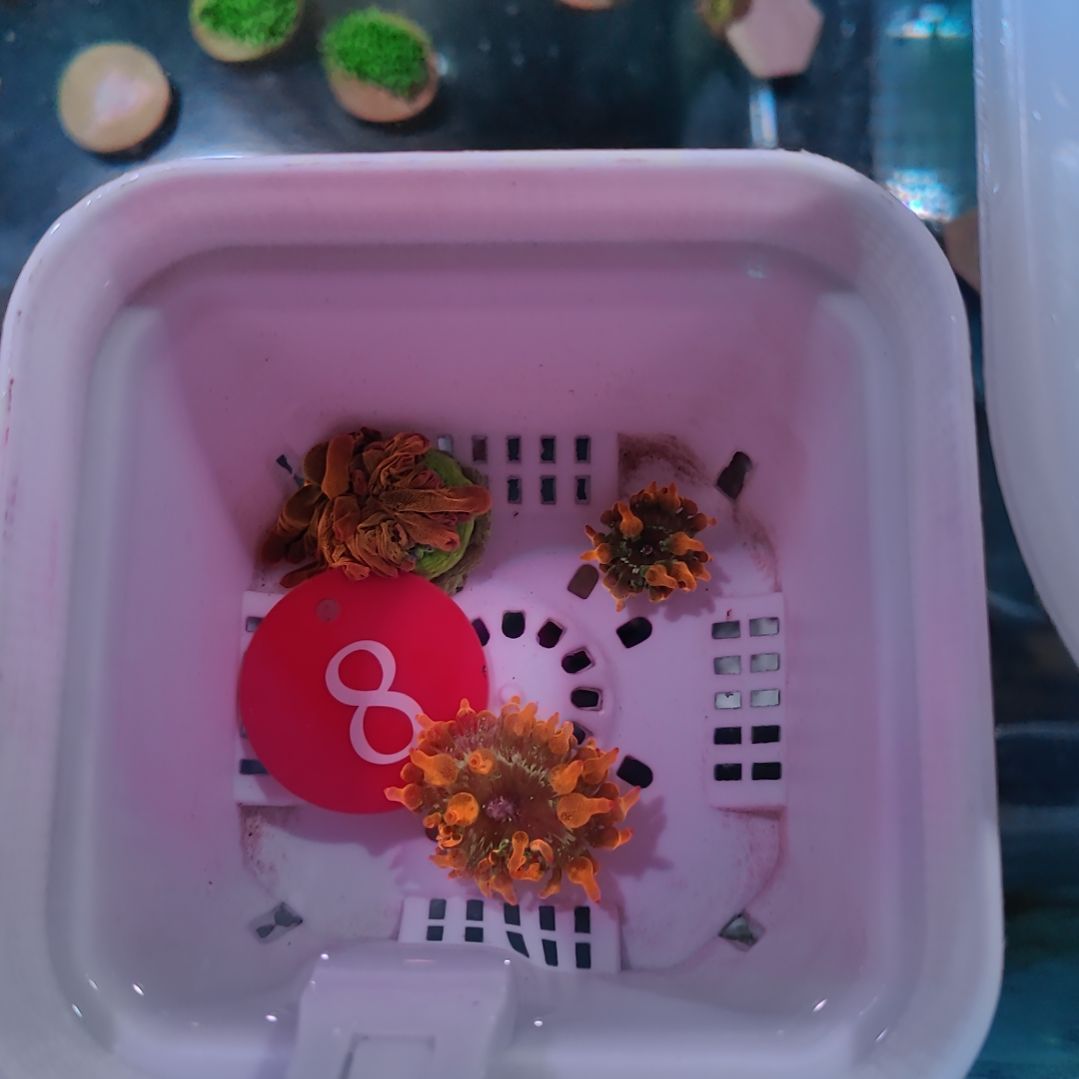 【mi专属】大体奶1 小体小奶嘴2