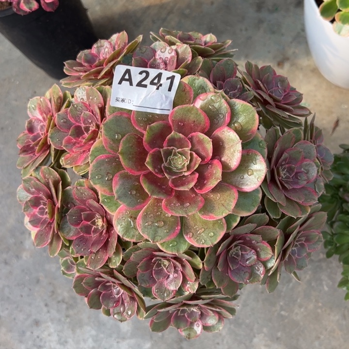 241粉花妖23厘米左右