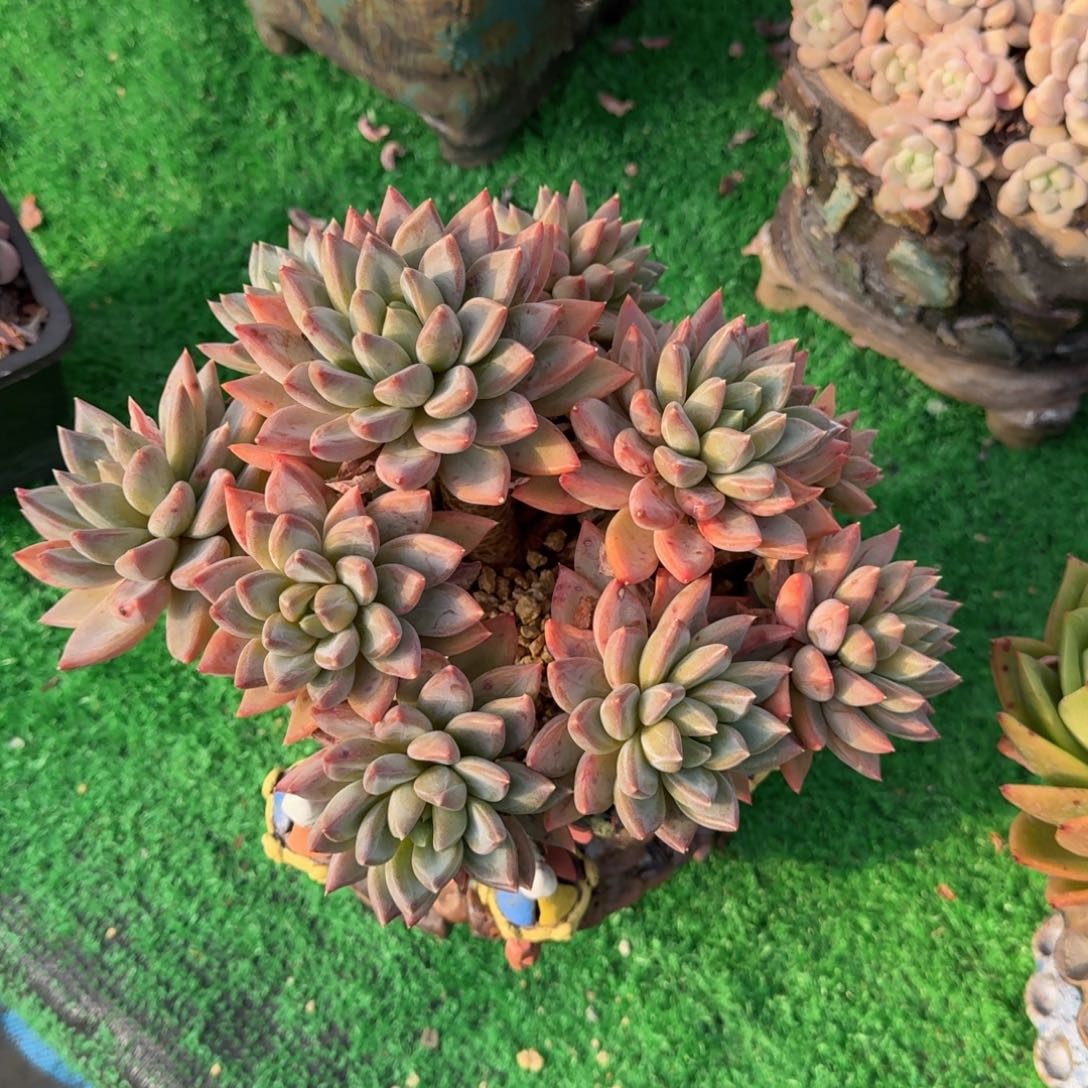 红蛋老桩一物一拍