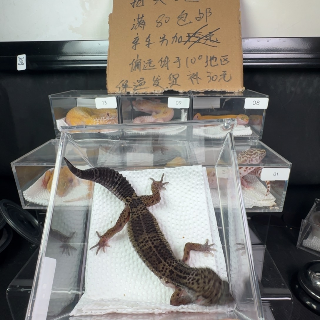 豹纹守宫黑夜妹妹