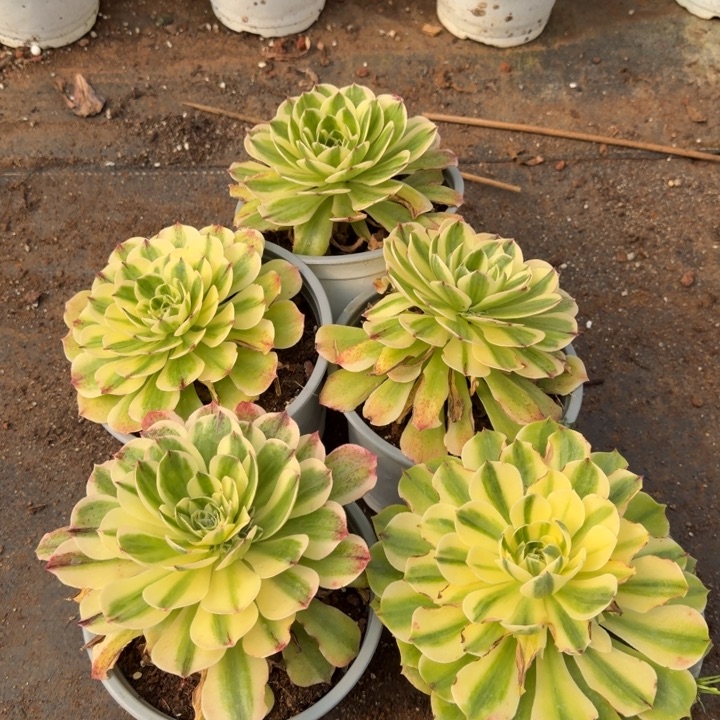 伊丽莎白啊啊啊2015