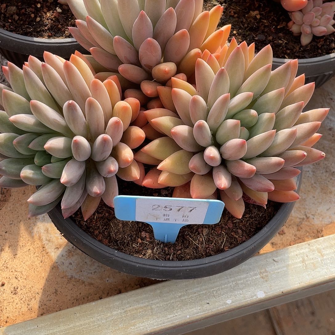 赵***娘玻璃球多肉2577号